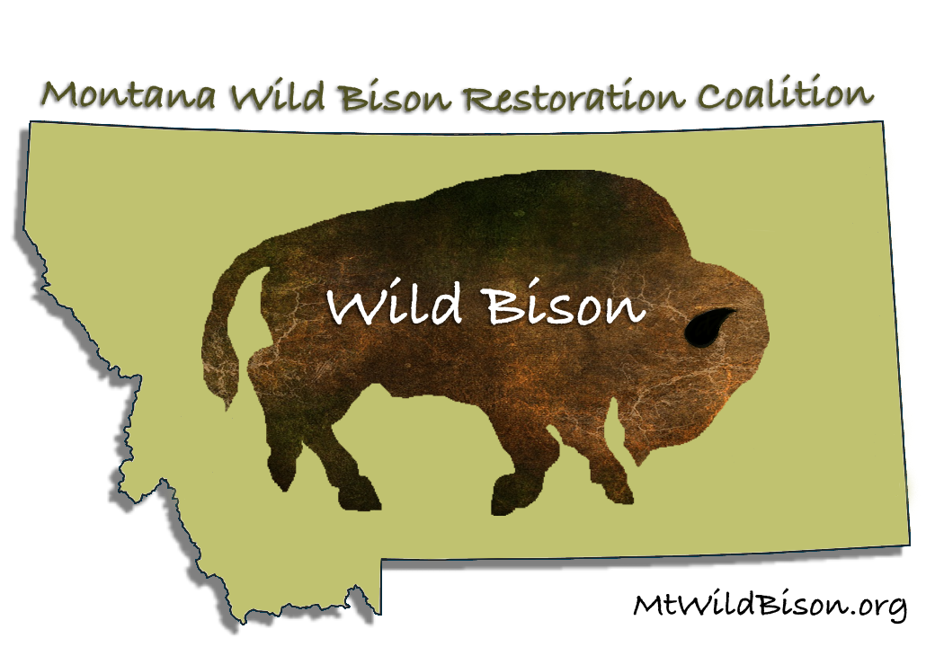 Montana Wild Bison Restoration